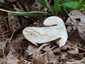 Piros galambgomba (Russula lepida), Zemplén
